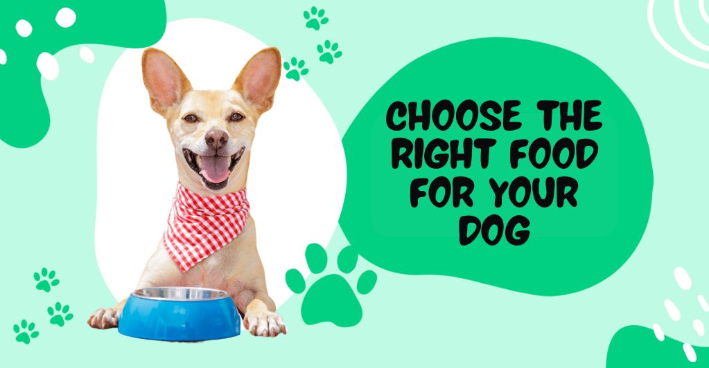 How to Choose the Right Food for Your Dog