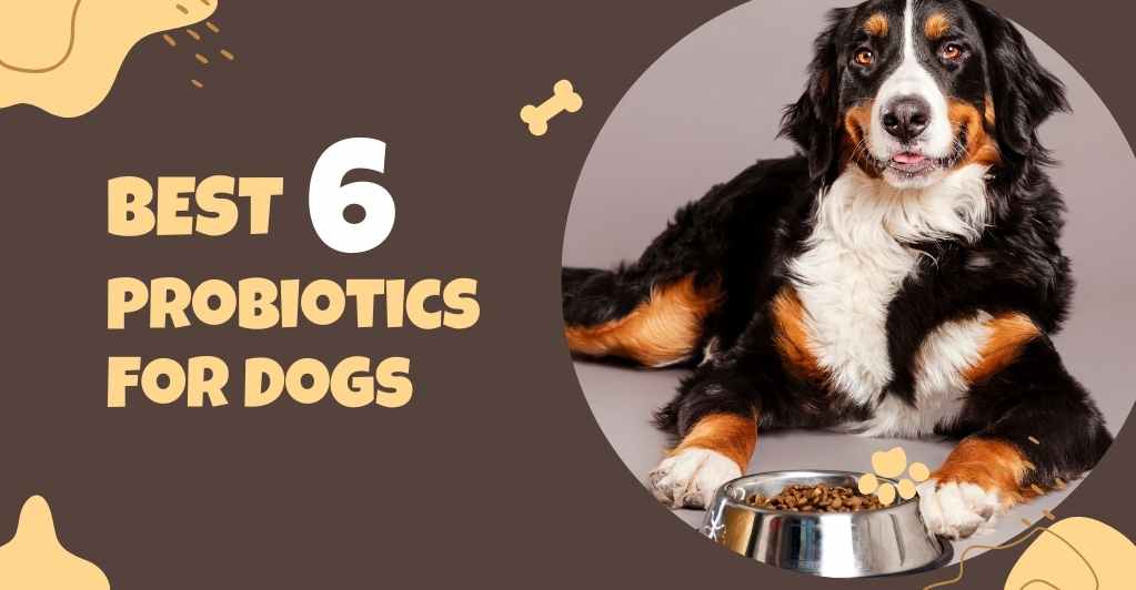 best-6-probiotics-for-dogs-coverage-and-review